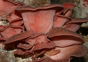pink oysters